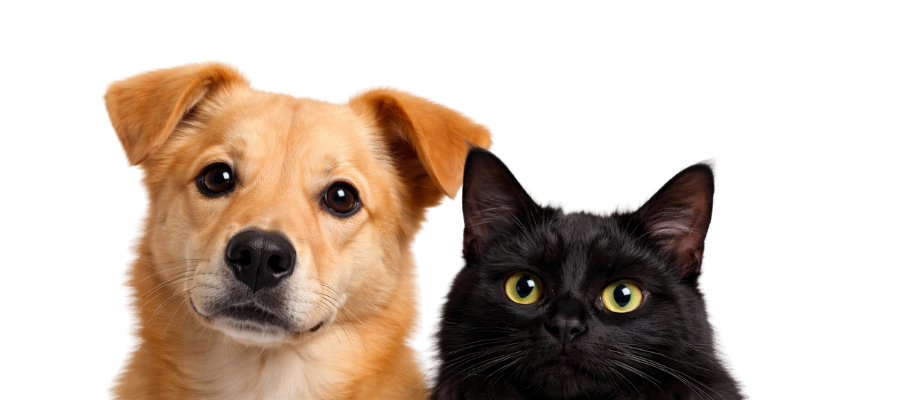Cachorro e Gato